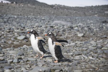 Adelie penguin on small ice berg in Antarcticaの写真素材