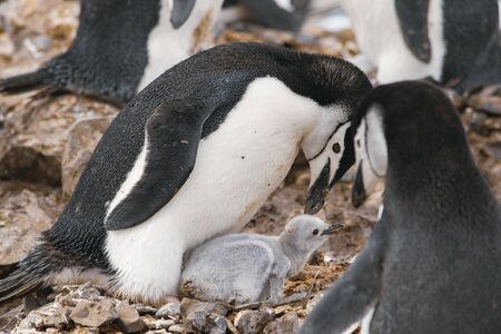 Gentoo penguin with egg and newly hatched chick, Antarcticaの写真素材