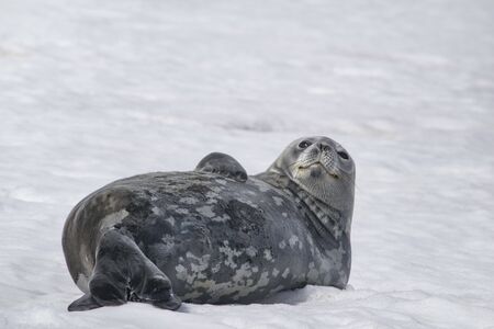 Dangerous leopard seal on ice floe in Antarctica.の写真素材