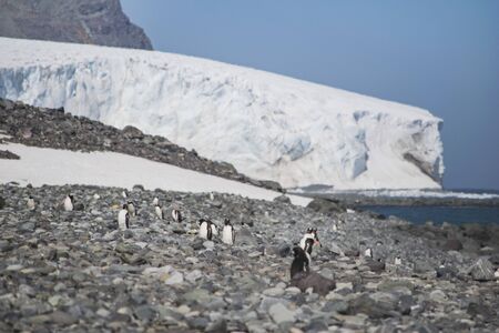 Adelie penguin on small ice berg in Antarcticaの写真素材