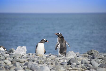 Two Gentoo Penguins, Pygoscelis Papua in love in Antarcticaの写真素材