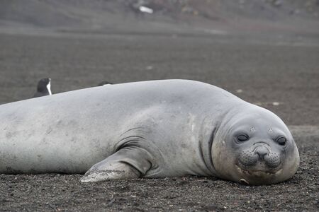 Weddell seal, Leptonychotes weddellii, resting on antarctic beachの写真素材