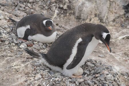 Adult Chinstrap Penguin with newly hatched chick, Antarctic Peninsulaの写真素材