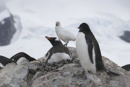 The majestic and harsh nature of Antarctica. Penguins on the Antarctic Peninsula. The most beautiful places on planet Earth. Icebergs and glaciers.の写真素材