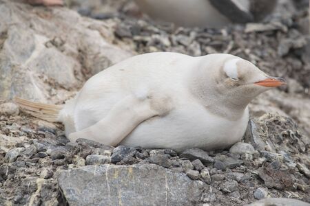 Gentoo penguin albino on the Antarctic Peninsula.の写真素材