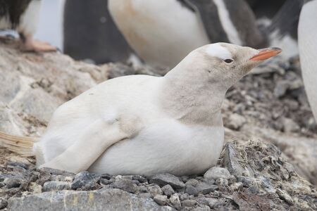 Gentoo penguin albino on the Antarctic Peninsula.の写真素材