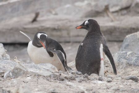 Two fighting Penguins off the coast on Antarctic Peninsulaの写真素材