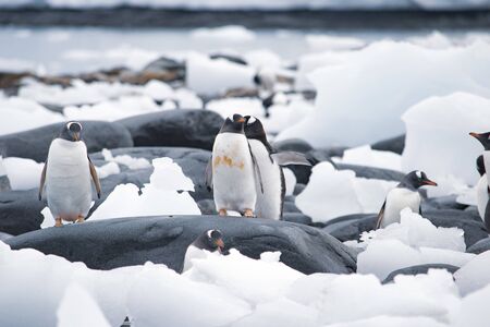 penguins resting on the stony coast of Antarcticaの写真素材