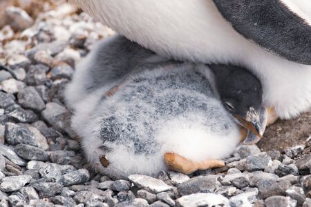 Small group of penguin chicks on the black rock. Antarctica. The majestic and harsh nature of Antarctica. The most beautiful places on planet Earth. Icebergs and glaciers.の写真素材
