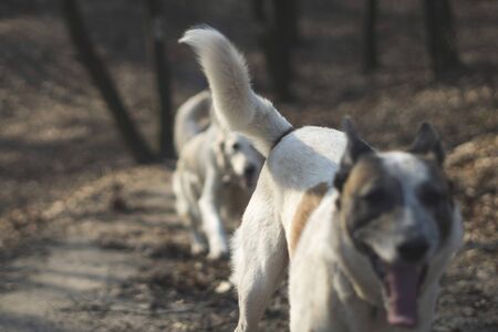 A dog sniffing another dogs butt on the mystical autumn forestの写真素材