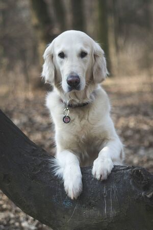 Dog breed Golden Retriever walk in the forestの写真素材
