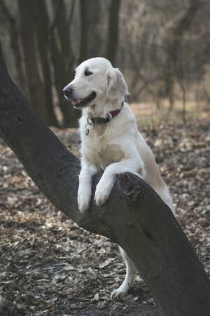 Portrait a golden retriever on a natural background.の写真素材