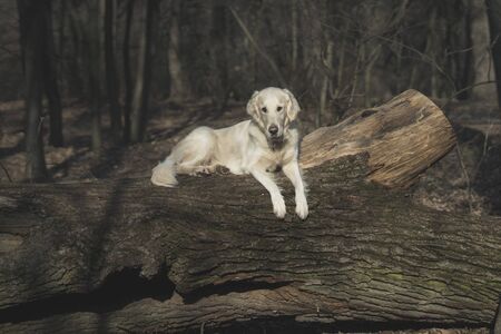 Dog breed Golden Retriever walk in the forestの写真素材