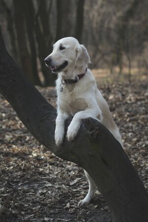 Landscape autumn forest with dog golden retriever.の写真素材