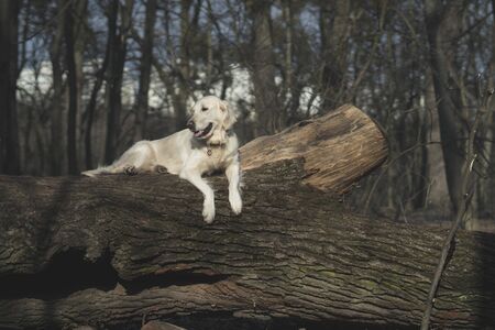 Dog breed Golden Retriever walk in the forest