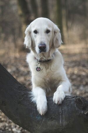 Dog breed Golden Retriever walk in the forestの写真素材