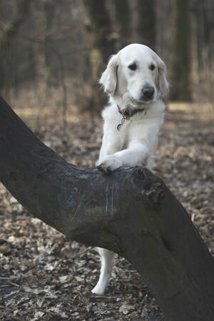 Dog breed Golden Retriever walk in the forestの写真素材