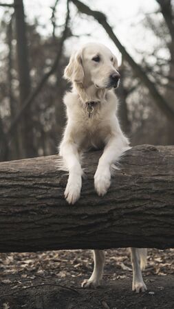 Dog breed Golden Retriever walk in the forestの写真素材