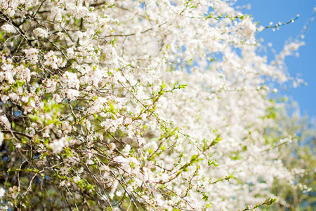Magnolia white branches with green blossoming flowersの写真素材