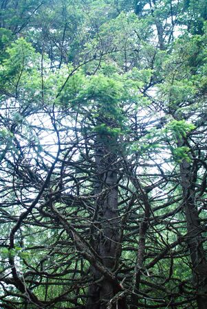 Green fantasy-like tree in the Carpathian forest