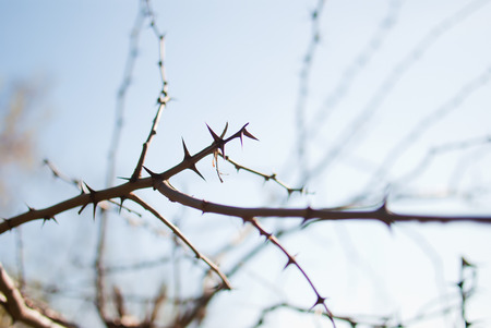 Dry and sharp thorns of the tree branchの写真素材