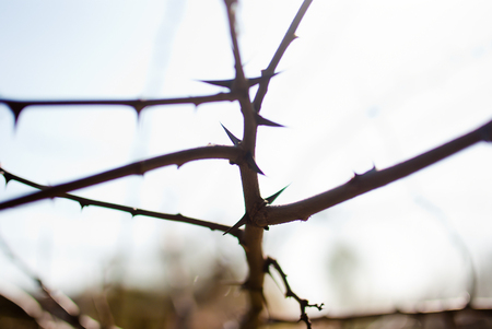 Dry and sharp thorns of the tree branchの写真素材
