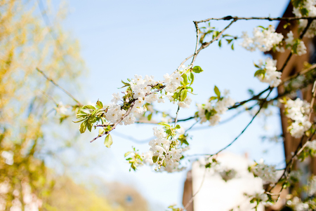 Tree branches with blossoming white flowers and green leaves. Spring in Lviv, Ukraineの写真素材
