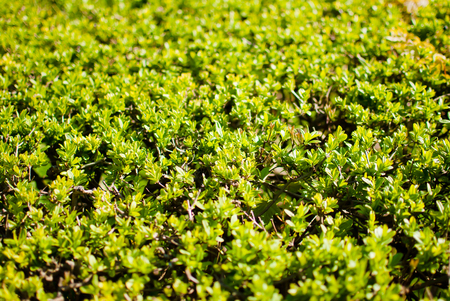 Lovely green bush in a sunny spring dayの写真素材