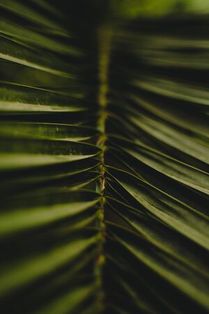 Shady close-up of a palm tree's leaf in a shadow.