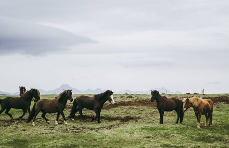Brown horse herd in the pasture. Cold cloudy afternoon at the farm in Icelandの写真素材