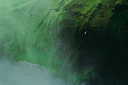 Bright white gulls flying over the splashes of a Skogarfoss waterfall in Iceland. White gulls nesting on a background.の写真素材