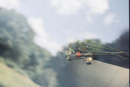 A handful of woodland strawberry lying on an instrument panel of a car under the windshield reflecting a summer landscape - green forest and calm blue sky. Film photo.の写真素材