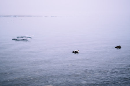 Ducks swimming in the waters of Jokulsalron glacial lake in Icelandの写真素材