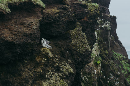 Two cute gulls sitting on the black cliffs by the ocean. Icelandの写真素材