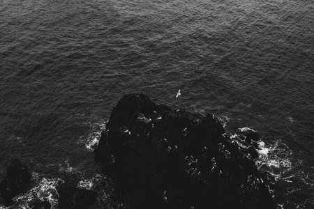 White gull flying over black rocks and cold dark waters of Atlantic Ocean near Iceland's coast. Black and whiteの写真素材