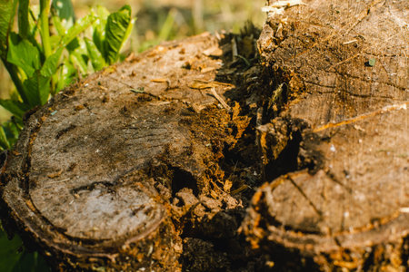 Myriads of red ants over a wooden surface of a stump