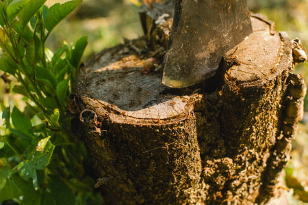 Axe cut in the chopping block and myriads of red ants over a wooden surface of a stumpの写真素材