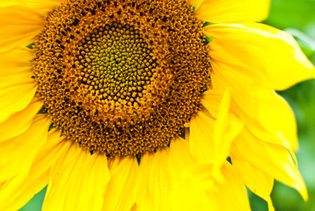 Saturated yellow sunflower. Close-upの写真素材
