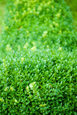 Green bush leaves in botanical garden. Lviv, Ukraineの写真素材