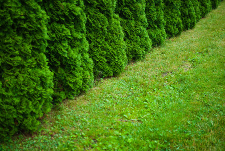 Green white cedar tree. Close-up. Botanical garden in Lviv, Ukraineの写真素材