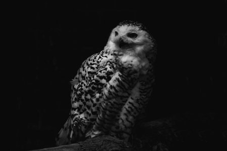 Funny white-brown owl sitting on the tree branch and looking somewhere with her black round eyes. Monochromatic mysterious black and white tonesの写真素材
