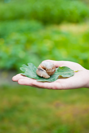 Stranded snail on the girl's pale handの写真素材