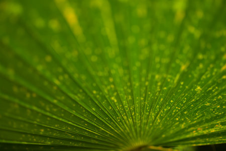 Close-up texture of a green-yellow palm leaf on a sunny dayの写真素材