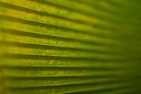 Close-up texture of a green-yellow palm leaf on a sunny dayの写真素材