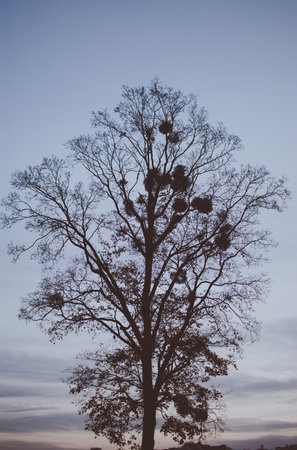 Silhouette of the black tree against colorful sunset sky over the cemetery
