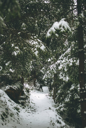 Dreamlike pathway between the trees of the Carpathian forest covered with snow