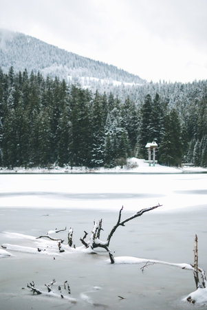 Beautiful green firs in the Carpathian Mountains. Frozen lake Synevyr covered with ice and snow....