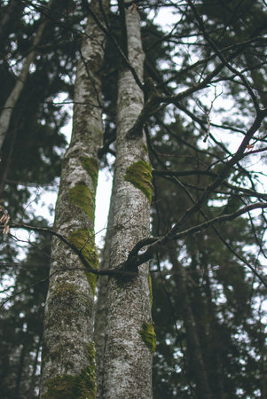 Closeup of a tree covered with moss. Blurred green fir trees on the backgroundの写真素材