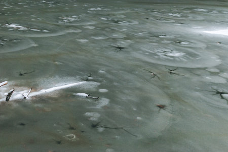Frozen dark green water of mountain lake Synevyr in Ukraine. Holes in ice. Logs covered with snow under the ice.の写真素材