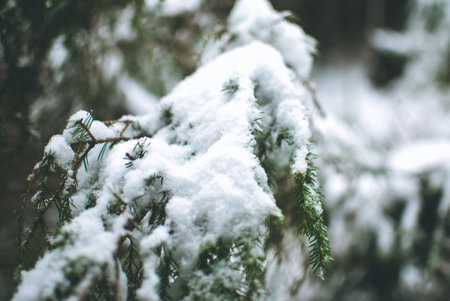 Snowy winter forest in the Carpathian mountains in Ukraine. Green firs covered wirh snow.の写真素材